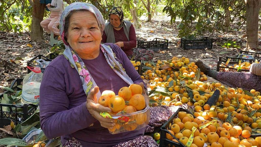 ’sarı Altın’ Yenidünyada Hasat Başladı: İç Pazara 50-100 Tl’ye, Dış Pazara 4 Dolara Gönderiliyor