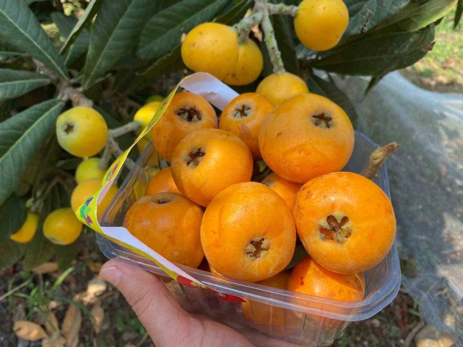 ’sarı Altın’ Yenidünyada Hasat Başladı: İç Pazara 50-100 Tl’ye, Dış Pazara 4 Dolara Gönderiliyor