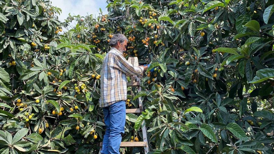 ’sarı Altın’ Yenidünyada Hasat Başladı: İç Pazara 50-100 Tl’ye, Dış Pazara 4 Dolara Gönderiliyor