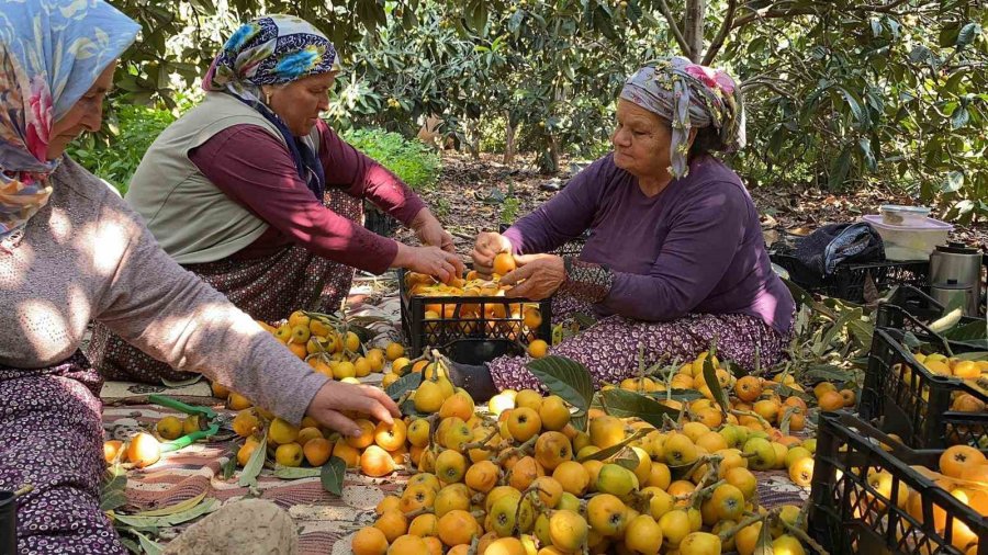 ’sarı Altın’ Yenidünyada Hasat Başladı: İç Pazara 50-100 Tl’ye, Dış Pazara 4 Dolara Gönderiliyor