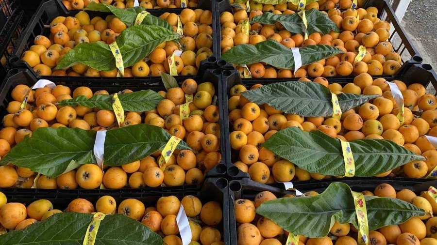 ’sarı Altın’ Yenidünyada Hasat Başladı: İç Pazara 50-100 Tl’ye, Dış Pazara 4 Dolara Gönderiliyor