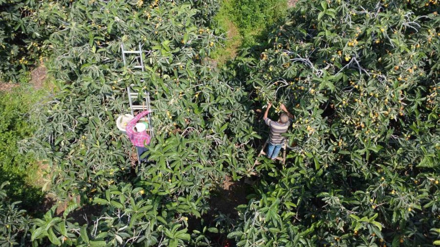 ’sarı Altın’ Yenidünyada Hasat Başladı: İç Pazara 50-100 Tl’ye, Dış Pazara 4 Dolara Gönderiliyor