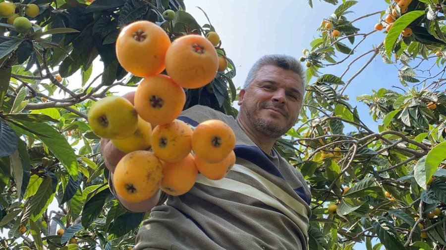 ’sarı Altın’ Yenidünyada Hasat Başladı: İç Pazara 50-100 Tl’ye, Dış Pazara 4 Dolara Gönderiliyor