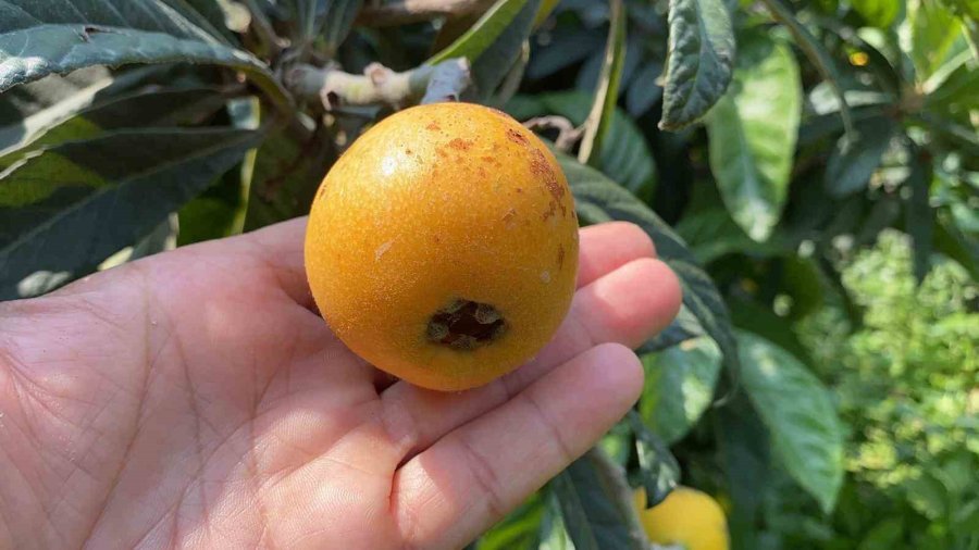 ’sarı Altın’ Yenidünyada Hasat Başladı: İç Pazara 50-100 Tl’ye, Dış Pazara 4 Dolara Gönderiliyor