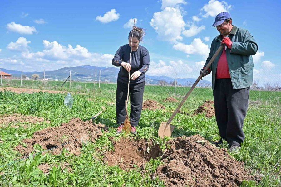 Büyükşehir İpek Böceği Yetiştiriciliğini Yaygınlaştırıyor