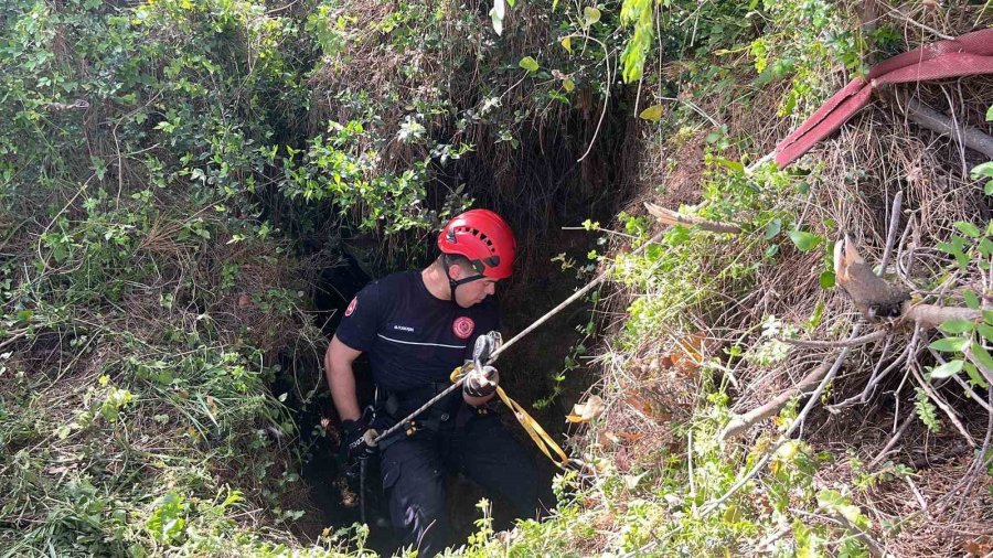 Dağlık Alanda Otlarken Mağaraya Düşen İnek Mağaraya İnebilecek Kasap Bulunamayınca Telef Oldu