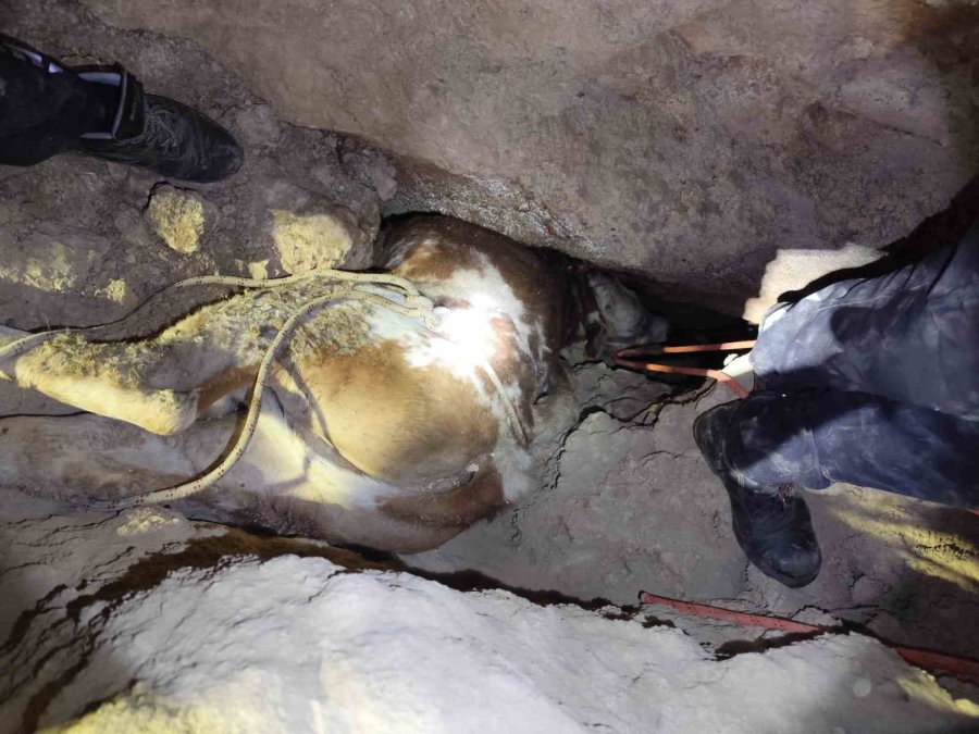 Dağlık Alanda Otlarken Mağaraya Düşen İnek Mağaraya İnebilecek Kasap Bulunamayınca Telef Oldu