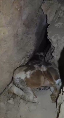 Dağlık Alanda Otlarken Mağaraya Düşen İnek Mağaraya İnebilecek Kasap Bulunamayınca Telef Oldu