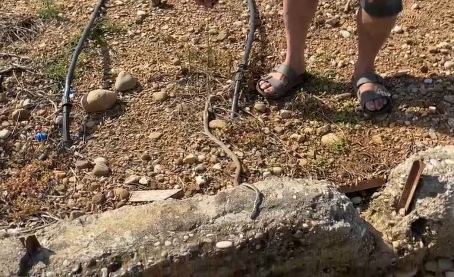 Serada Karpuz Toplarken Yılanla Burun Buruna Geldi