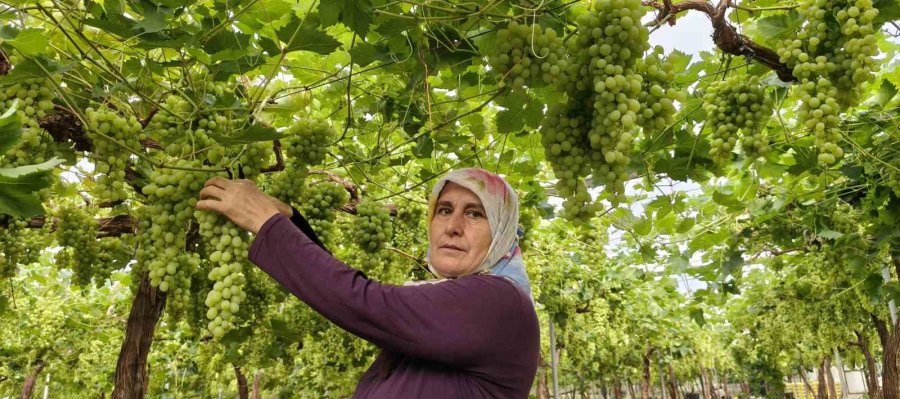 Silifke’de Sezonun İlk Üzümü Hasat Edildi, Kilosu 600 Tl’den İhraç Edildi