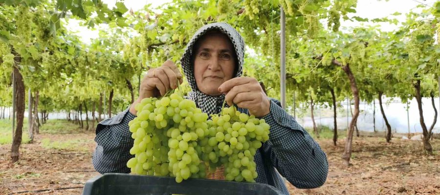 Silifke’de Sezonun İlk Üzümü Hasat Edildi, Kilosu 600 Tl’den İhraç Edildi