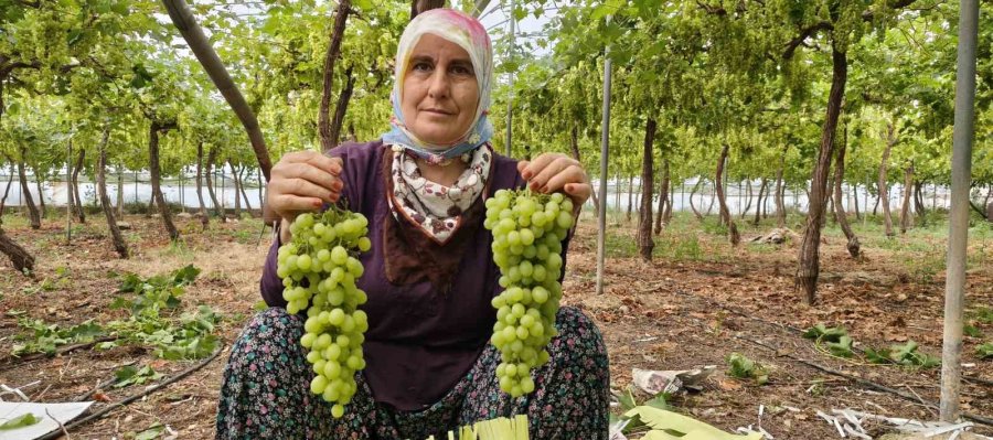 Silifke’de Sezonun İlk Üzümü Hasat Edildi, Kilosu 600 Tl’den İhraç Edildi