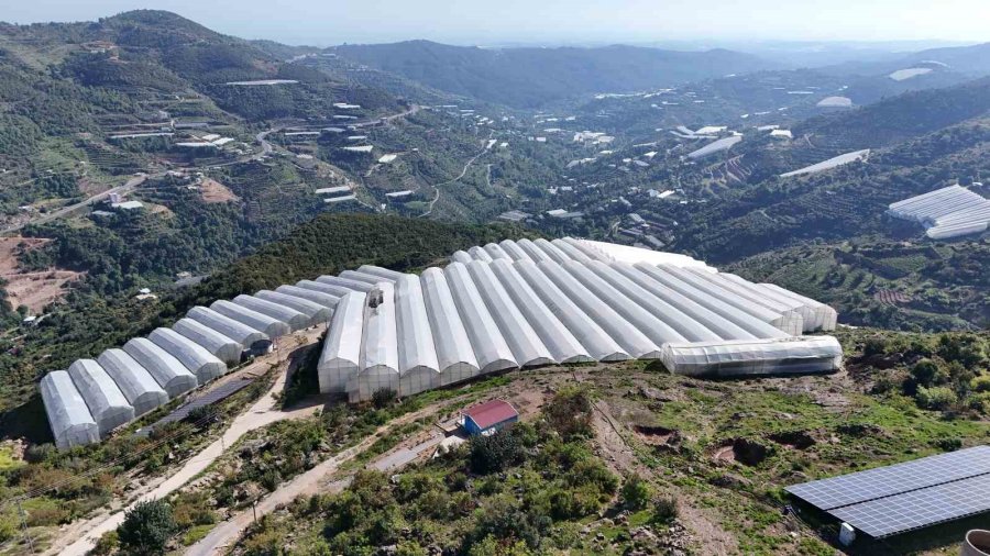 Tropikal Papaya Meyvesinde Hasat Heyecanı: Kilosu 90 Tl’ye Kadar Çıkıyor