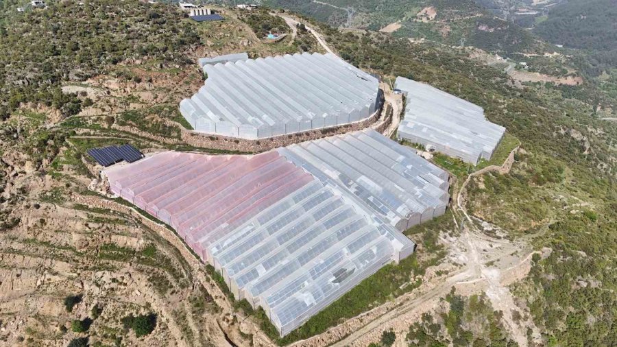 Tropikal Papaya Meyvesinde Hasat Heyecanı: Kilosu 90 Tl’ye Kadar Çıkıyor