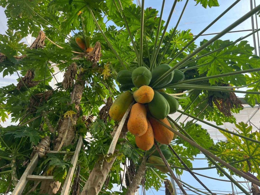 Tropikal Papaya Meyvesinde Hasat Heyecanı: Kilosu 90 Tl’ye Kadar Çıkıyor