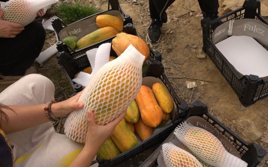 Tropikal Papaya Meyvesinde Hasat Heyecanı: Kilosu 90 Tl’ye Kadar Çıkıyor