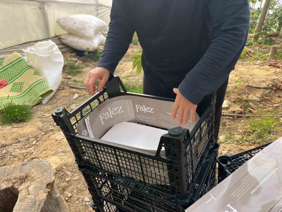 Tropikal Papaya Meyvesinde Hasat Heyecanı: Kilosu 90 Tl’ye Kadar Çıkıyor