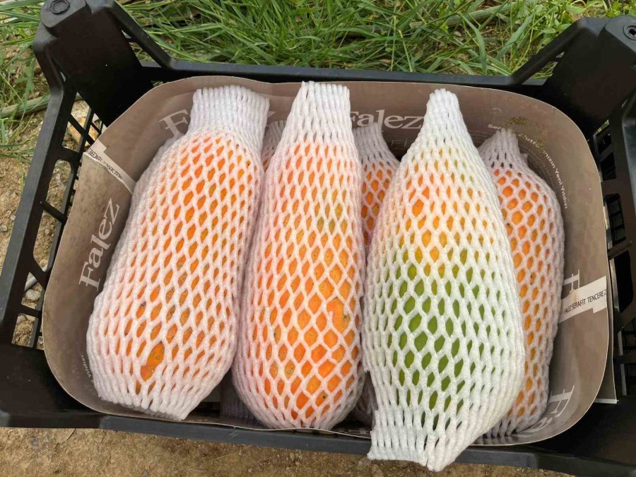 Tropikal Papaya Meyvesinde Hasat Heyecanı: Kilosu 90 Tl’ye Kadar Çıkıyor