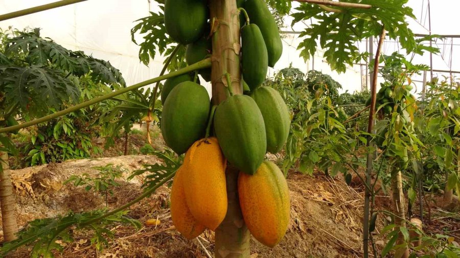 Tropikal Papaya Meyvesinde Hasat Heyecanı: Kilosu 90 Tl’ye Kadar Çıkıyor