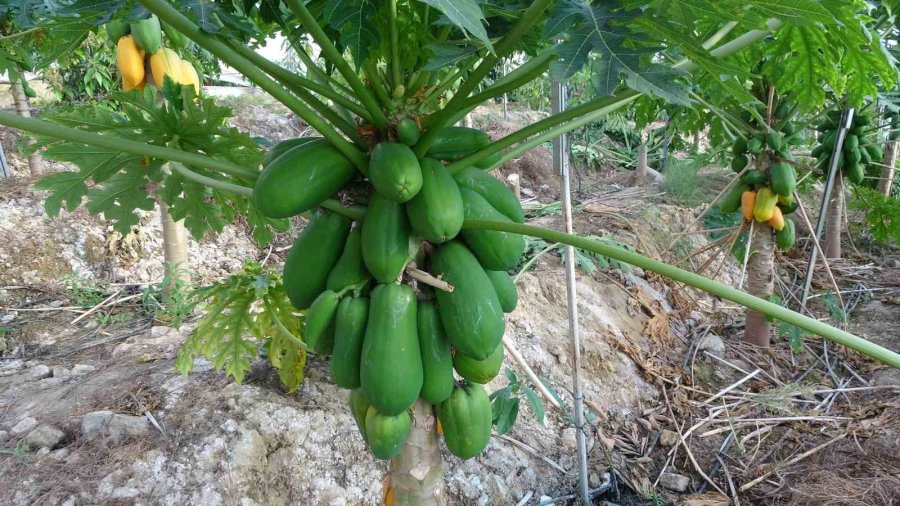 Tropikal Papaya Meyvesinde Hasat Heyecanı: Kilosu 90 Tl’ye Kadar Çıkıyor