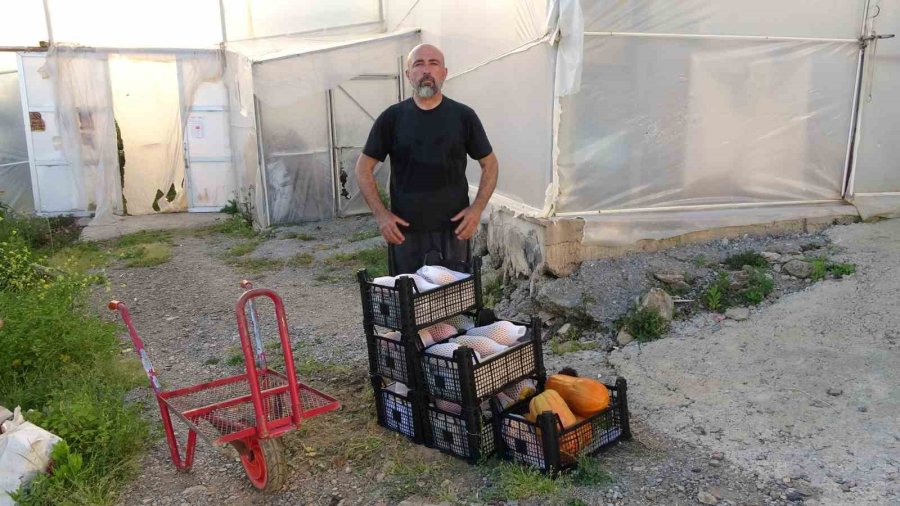 Tropikal Papaya Meyvesinde Hasat Heyecanı: Kilosu 90 Tl’ye Kadar Çıkıyor