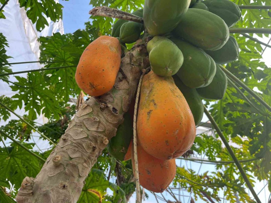 Tropikal Papaya Meyvesinde Hasat Heyecanı: Kilosu 90 Tl’ye Kadar Çıkıyor