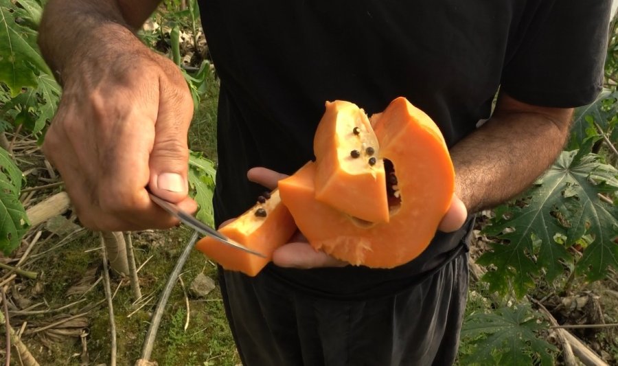 Tropikal Papaya Meyvesinde Hasat Heyecanı: Kilosu 90 Tl’ye Kadar Çıkıyor