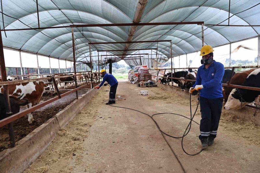 Büyükşehir’den Ahırlarda Karasineğe Karşı Mücadele