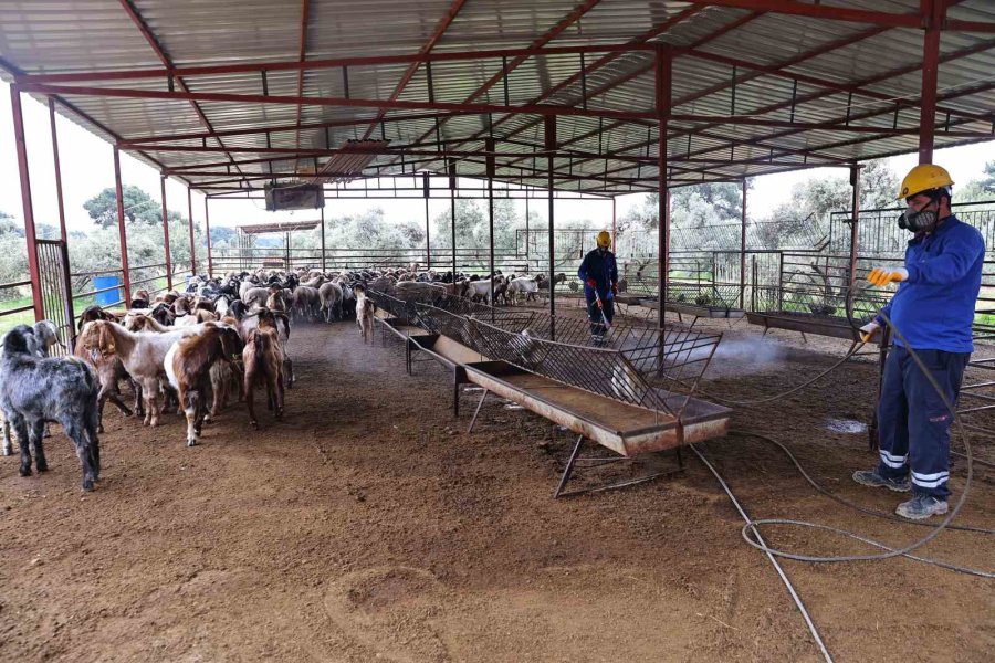 Büyükşehir’den Ahırlarda Karasineğe Karşı Mücadele