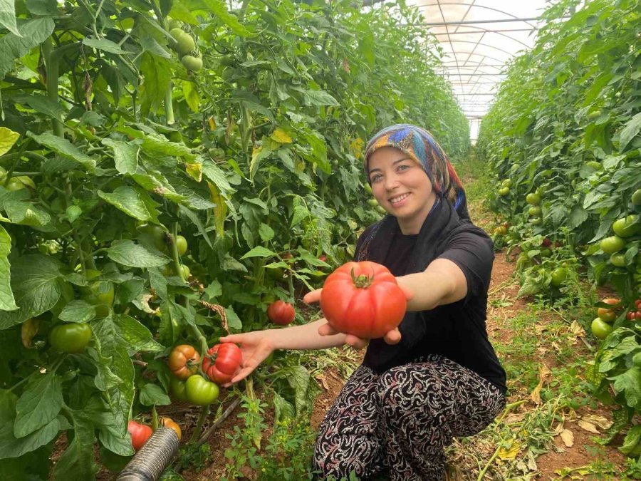 Üretime Genç Kadın Eli Değdi: O İlçede Yıllık 550 Bin Ton Domates Hasat Ediliyor