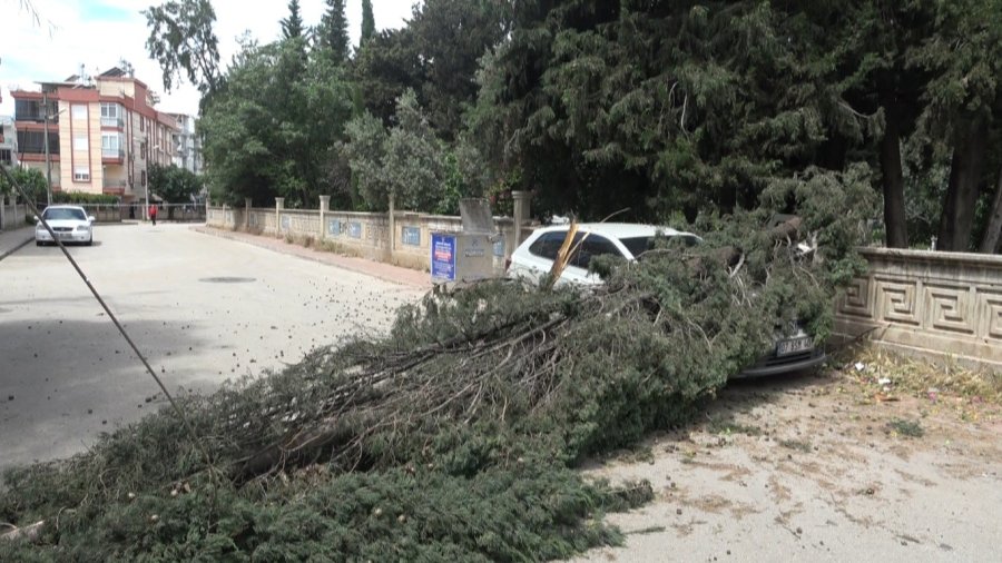 Antalya’da Mezarlıktaki Ağaç Devrildi, Park Halindeki Araç Zarar Gördü
