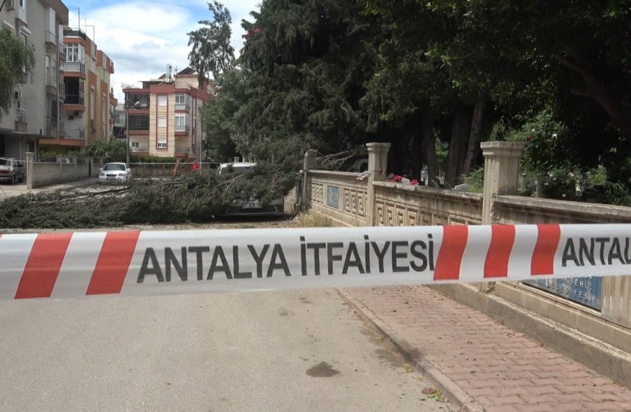 Antalya’da Mezarlıktaki Ağaç Devrildi, Park Halindeki Araç Zarar Gördü