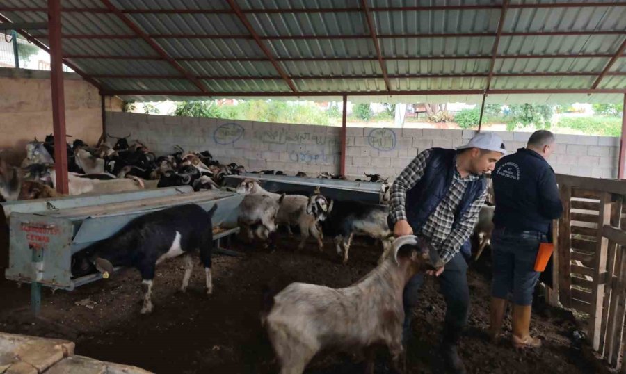 Kurbanlıklar Satışa Çıktı, Pazarlıklar Kızıştı