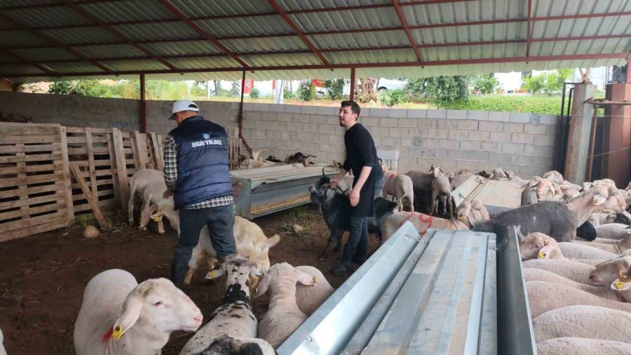 Kurbanlıklar Satışa Çıktı, Pazarlıklar Kızıştı