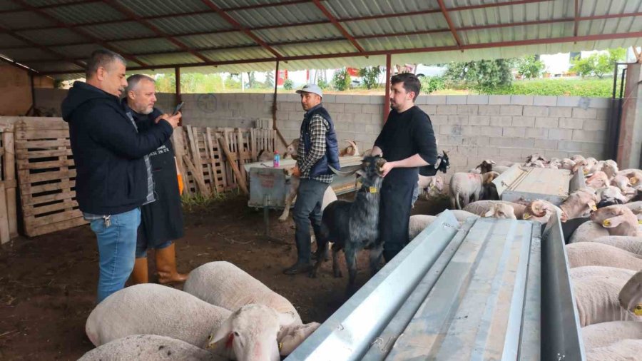 Kurbanlıklar Satışa Çıktı, Pazarlıklar Kızıştı