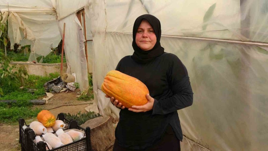 Tropikal Papaya Meyvesinde Hasat Heyecanı: Kilosu 90 Tl’ye Kadar Çıkıyor