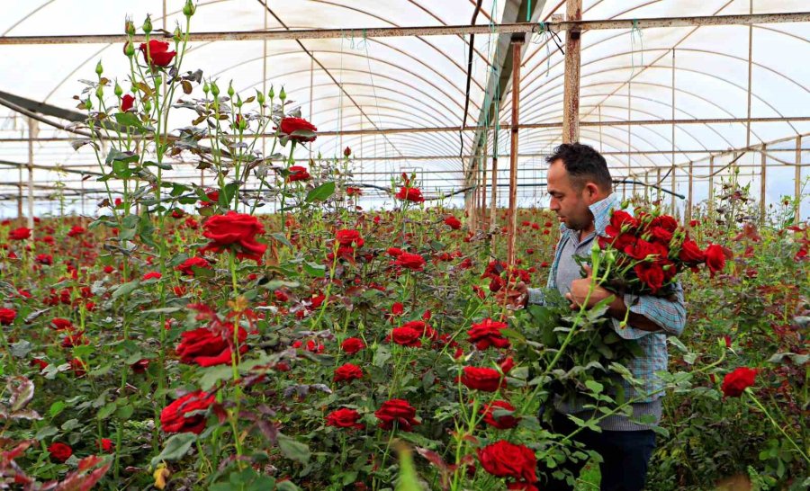 Anneler Günü Fırsatçıları İş Başında: Üreticiden 20 Tl’ye Çıkan Gül Annelere 150 -200 Tl’ye Ulaşıyor