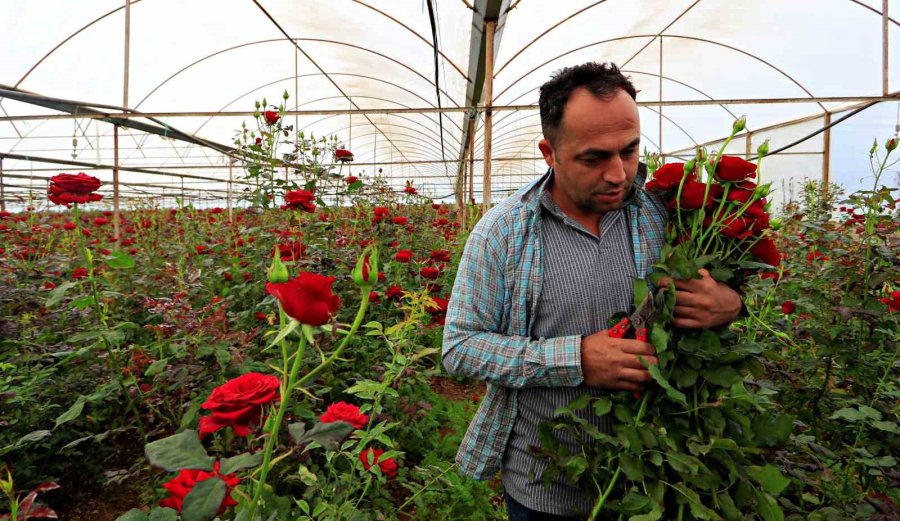 Anneler Günü Fırsatçıları İş Başında: Üreticiden 20 Tl’ye Çıkan Gül Annelere 150 -200 Tl’ye Ulaşıyor