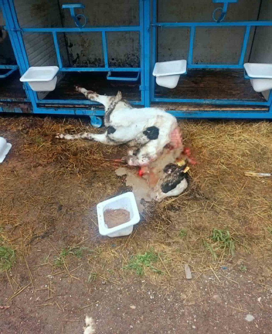 Başıboş Köpekler Buzağıyı Parçaladı