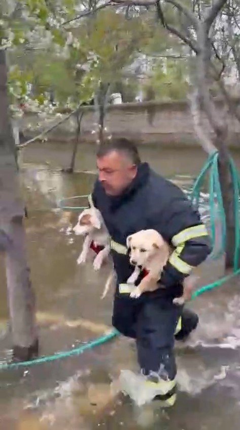 Niğde’de Baraj Taşkınında Mahsur Kalan 2 Yavru Köpek İtfaiye Ekiplerince Kurtarıldı