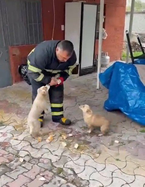 Niğde’de Baraj Taşkınında Mahsur Kalan 2 Yavru Köpek İtfaiye Ekiplerince Kurtarıldı