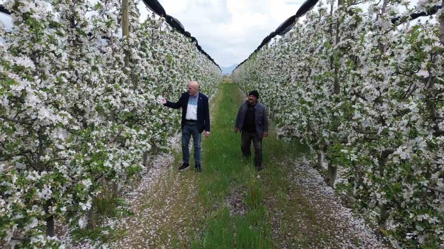 Karaman’da 16 Milyon Elma Ağacı Çiçek Açarak Gelinliğini Giydi