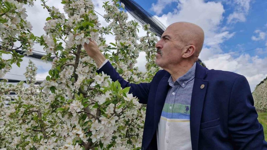 Karaman’da 16 Milyon Elma Ağacı Çiçek Açarak Gelinliğini Giydi