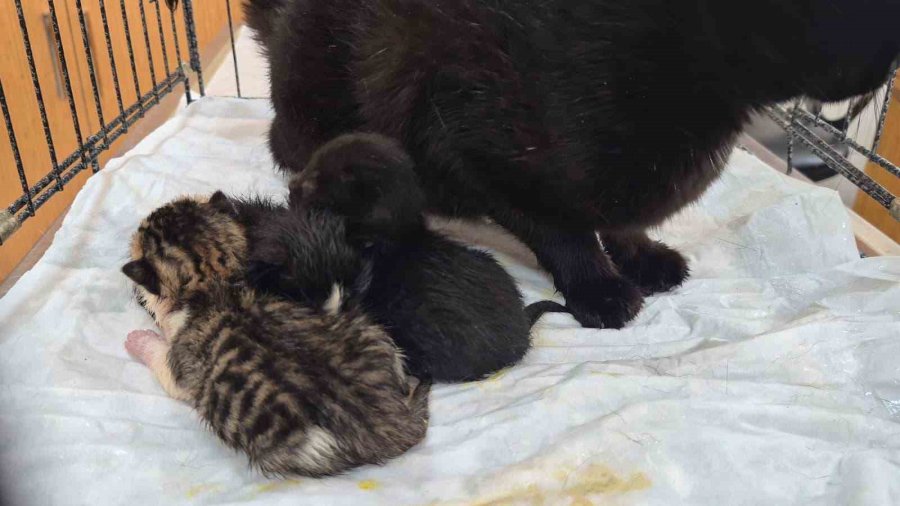 Havalandırma Boşluğuna Düşen Kedi Ve Yavruları Kurtarıldı