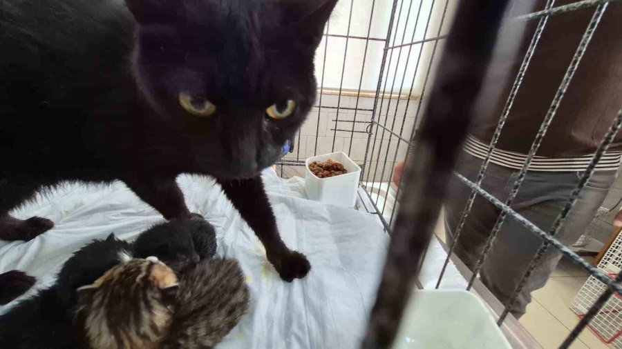 Havalandırma Boşluğuna Düşen Kedi Ve Yavruları Kurtarıldı