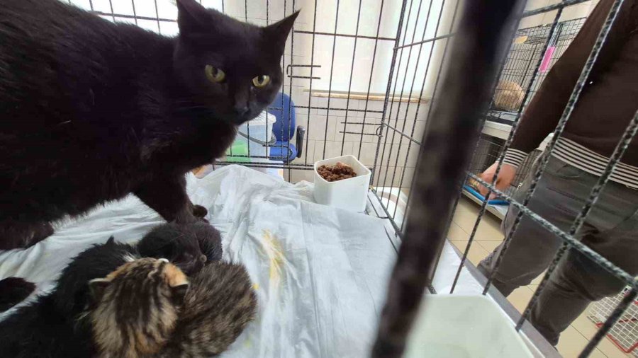 Havalandırma Boşluğuna Düşen Kedi Ve Yavruları Kurtarıldı