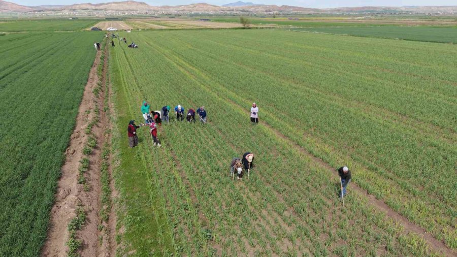 Aksaray’da Yağmur Yağışları Tarımsal Üretime Can Suyu Oldu