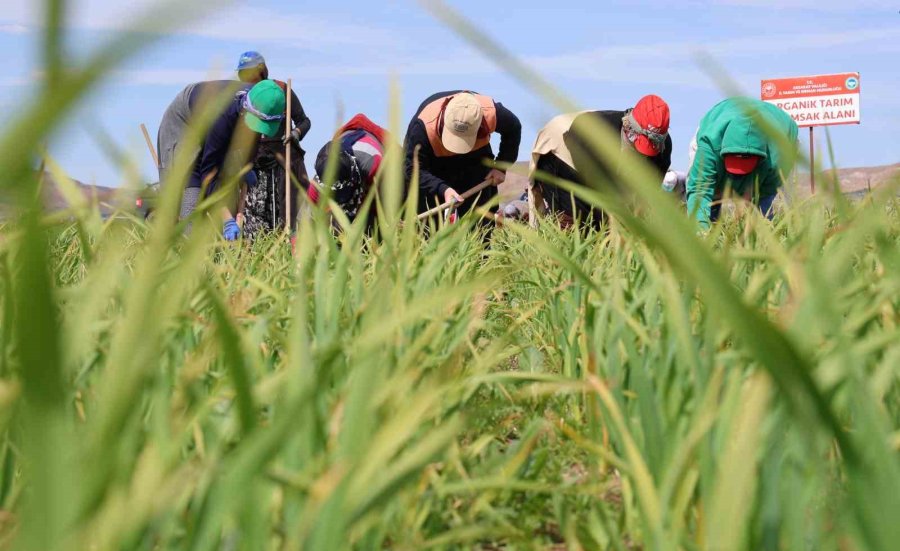 Aksaray’da Yağmur Yağışları Tarımsal Üretime Can Suyu Oldu