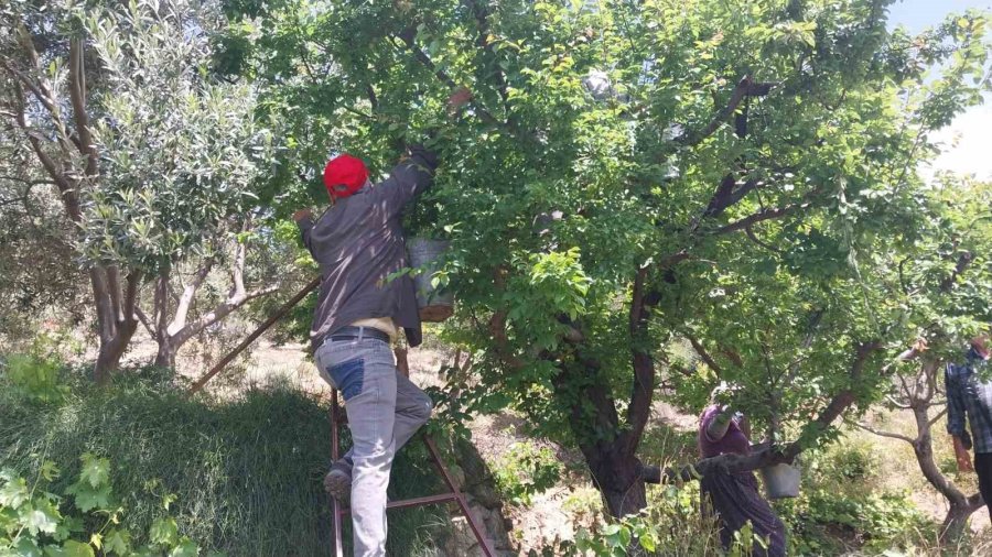 Rekor Fiyatla Başlayan Erikte Hasat Yoğunlaştı: Kilosu 30-40 Tl İle 170 Tl Arasında