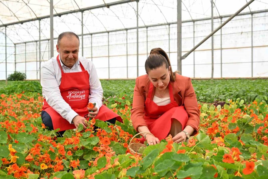 5. Uluslararası Antalya Foodfest Gastronomi Festivali Akdeniz Yeşillikleri Hasadıyla Başladı
